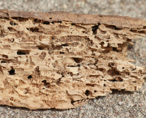 wood destroying insects inspection