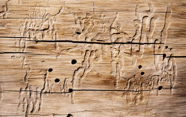 termite infested wood